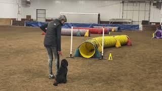 Dog Agility: Jaz First place/Qualifying in NADAC Intro level, Tunnelers. FIRST NADAC Trial