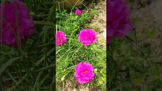 #plants #herbs #beautiful #rangoli #purple #laxman #nature #short @rita's cooking and gardening 9429