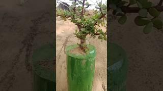 #garden  #soil #jadeplant #repotting #homegarden #terracegarden #video