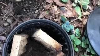 Inspecting termites in a monitoring system.