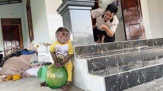 Can't help laughing! Monkey SinSin tries to steal Dad's fruit