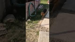 Running from one place to another #dog #doglovers #pet #running#playing