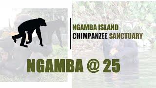 NGAMBA ISLAND CHIMPANZEE SANCTUARY CELEBRATING 25 YEARS