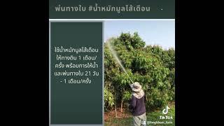 พ่นบำรุง #น้ำหมักมูลไส้เดือน เพื่อดูแลผลลำไยตั้งแต่มีผลขนาดเล็ก