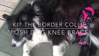 Kit : The Posh Dog Knee Brace