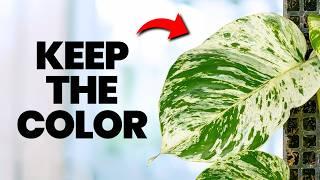 I Stopped Killing Pothos Plants Once I Knew This