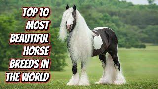 TOP 10 most BEAUTIFUL HORSE BREEDS in the world