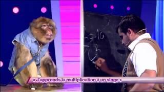 Artus & Arnaud Tsamere - J'apprends la multiplication à un singe #ONDAR