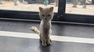 Skinny stray cat wanders the street aimlessly. When someone offers to care for her, she hesitates.