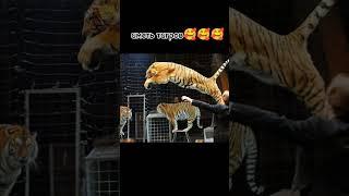 иметь тигров#wotblitz #game #gameplay #бк #вг #танксблиц #жиза #эдит #subscribe #юмор #тигры #танки