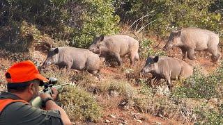 EPIC GIANT WILD BOAR HUNTS: PERFECT SHOTS & BREATHTAKING DRONE FOOTAGES!