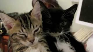 Fainting Cats (syncope) with gunshots added