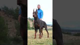 #doberman #erdemayazz #hunterprogeny #puppies #dog #huntervitalscreen #dobermanlove #2023 #hunter