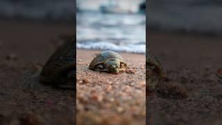 Tuma Is Born | A Baby Turtle’s Fight for Survival Begins