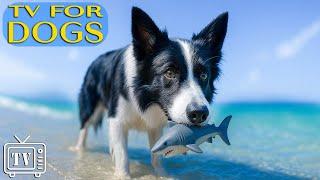 Dog TV with Calming Music for Dogs | Separation Anxiety Relief for Dogs Left Home Alone All Day
