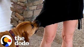 Dog Who Nipped Is The Best Boy For His Baby Sister | The Dodo