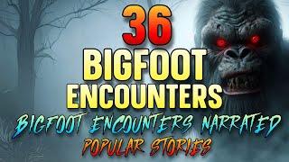 36 BIGFOOT ENCOUNTERS - BIGFOOT ENCOUNTERS NARRATED POPULAR STORIES