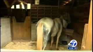 Horse forges rare friendship with blind mare