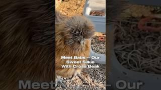 Meet Babs - Our Sweet Silkie Chicken with Cross Beak #crossbeak #chickencare #silkiechicken