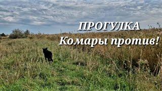 ПРИМОРСКОЕ. 11.10.2024 г. Утром туман, днем жара! ЗАЧЕМ ХРАНЮ ЭТО 20 ЛЕТ? Прогулка с Дунаем