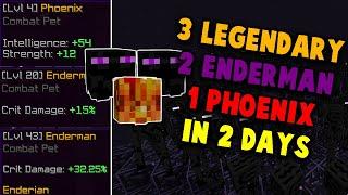 How I got 3 LEGENDARY 2 Enderman 1 Phoenix Pets in 2 DAYS!! (Hypixel Skyblock)