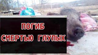 погиб смертью глупых | потеряли молодого хрячка ;(