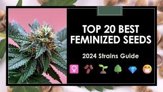 2024’s Best Feminized Seeds: Top 20 Strains