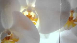 Уф печать шкаф купе "White Orchids"