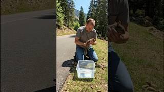 A Kind-Hearted Man helped an overheated squirrel and Her babies by the road - AI Story