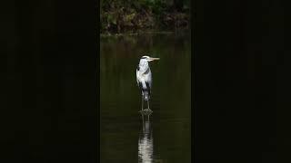 Kaito's Journey #birds #motivation #nature #inspiration #viralvideo #life  #wildlifewisdom #thriller