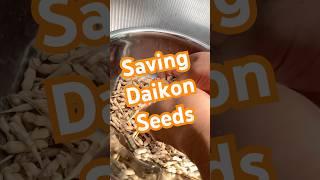 I let my daikon radish go to seed and harvested more seeds than I’ll need! #gardening #daikon #seeds