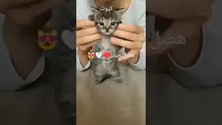 عالم القطط اللطيفة 