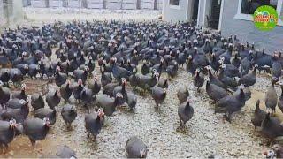 Rare Guinea Fowl Farming (Giant Quail or Flying Chicken): Amazing Poultry Farming – How to Farm?