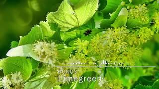 [Uplifting Trance] RUNOS - Limegreen