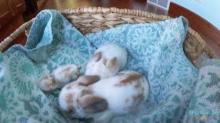 11-Day-Old Holland Lop Babies and a Tiny Peanut Bunny