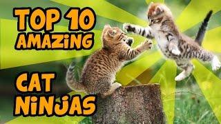 TOP 10 MOST AMAZING CAT NINJA VIDEOS