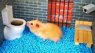  Hamster escapes the amazing maze!  Real life traps