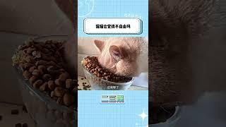 对猫猫来说，自由和温饱哪个更重要？