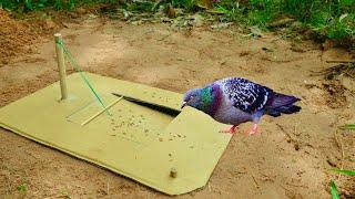 Best Unique Underground Bird Trap - Create Underground Pigeon Trap Using Cardboard Box