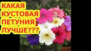 КАКАЯ КУСТОВАЯ ПЕТУНИЯ ЛУЧШЕ?