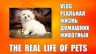 VLOG Реальная жизнь домашних животных - The Real Life Of Pets