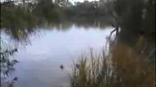 Large mysteries fish eat a duck in the lake -Moskus93