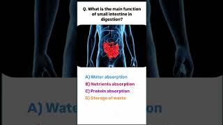  “Small Intestine: The Powerhouse of Digestion!” #shorts #mcqchallenge #pharmacymcq