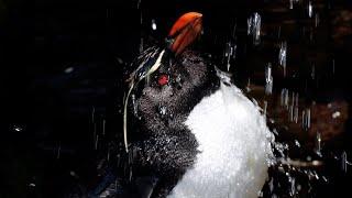 Rockhopper Penguin Shower