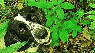 HOW TO TEACH A DOG GINSENG TO SEARCH! Planting GINSENG seeds in the Primorsky Ussuri taiga.