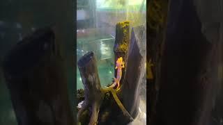 Most Beautiful Colorful Lizard Reptile Animal @basis_aquarium | Falcon Aquarium Services