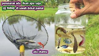 SAWAH PESISIR TERNYATA ADA IKAN CHANNA DAN BERBAGAI IKAN UNIK