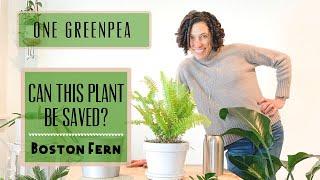 Can this plant be SAVED? The great Boston Fern rescue!