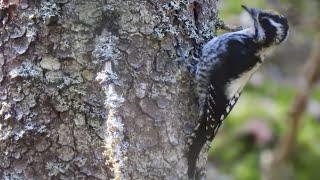 Tretåig hackspett. Eurasian Three-toed Woodpecker. Tretåspett. Dreizehenspecht. Pohjantikka