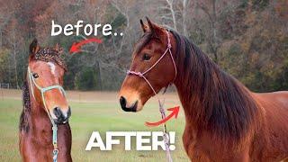 COCKLEBUR INFESTED HORSE TRANSFORMATION! - Before And After!